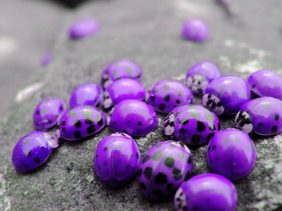 Hawaii Is Considered The Only Place In Finding Purple Ladybugs Hawaii Is Considered The Only Place In Finding Purple Ladybugs