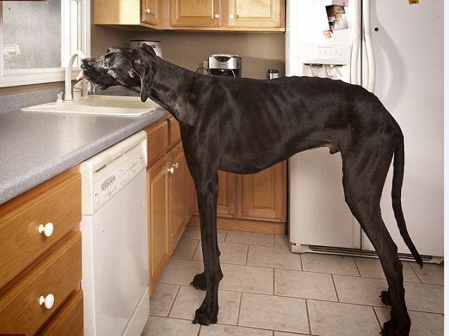 Tallest Dog