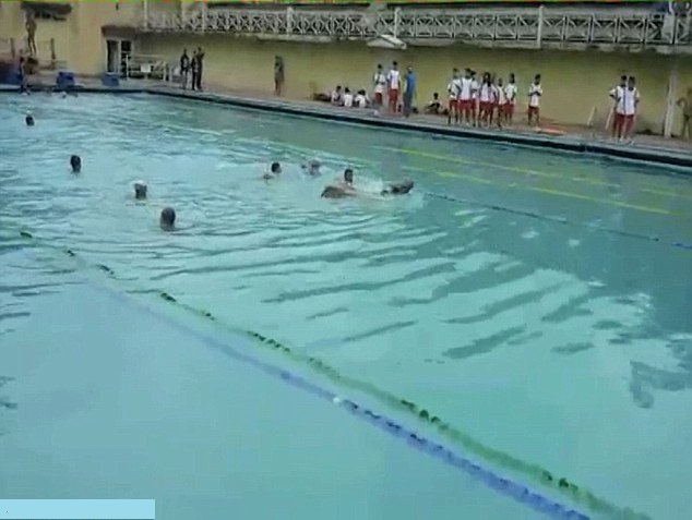 Bull in a Swimming Contest