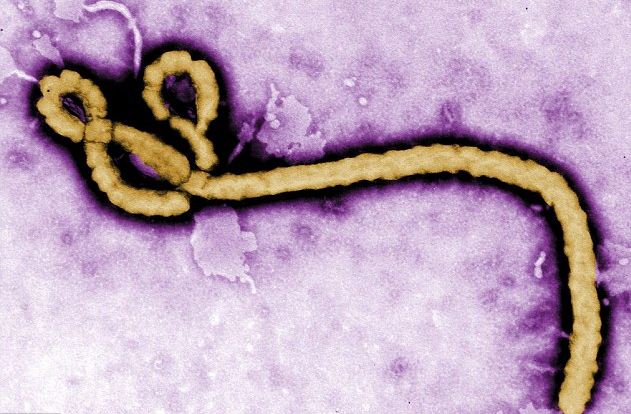 Ebola