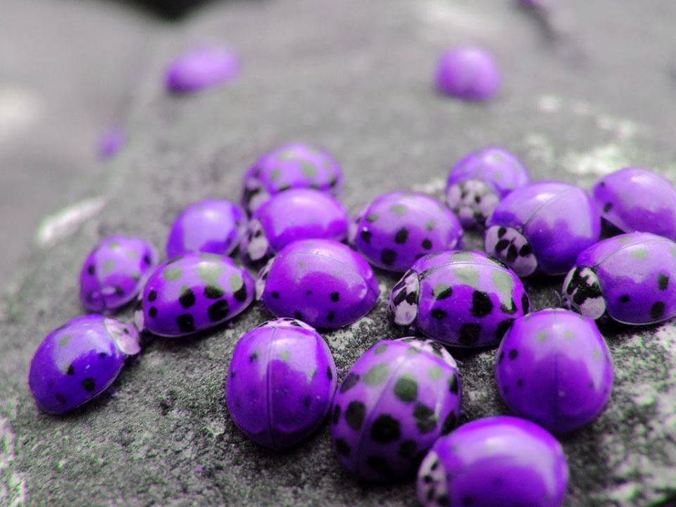 purple-ladybugs