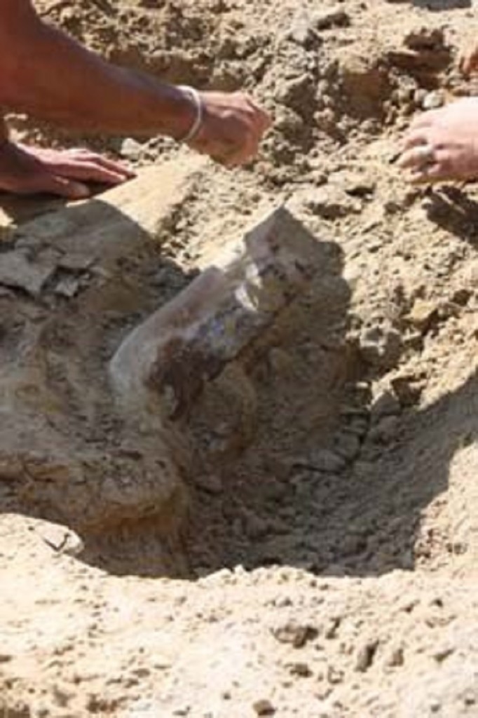 Triceratops Fossil of a Dinosaur Discovered in Colorado