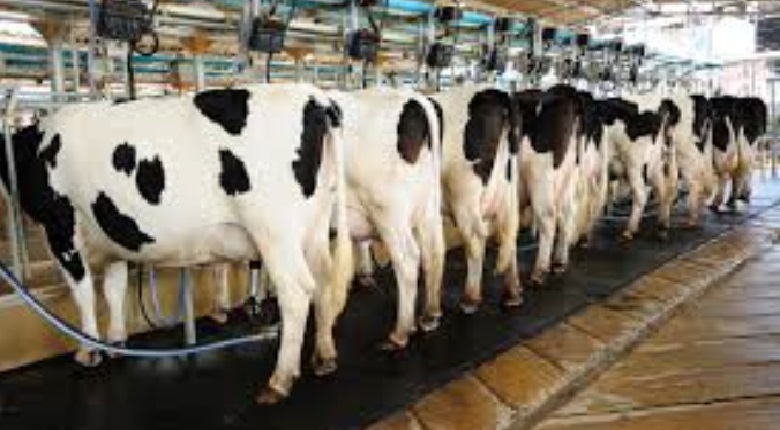 American farmers are finding alternatives as milk consumption dropped in the US - Latest News and Updates from World