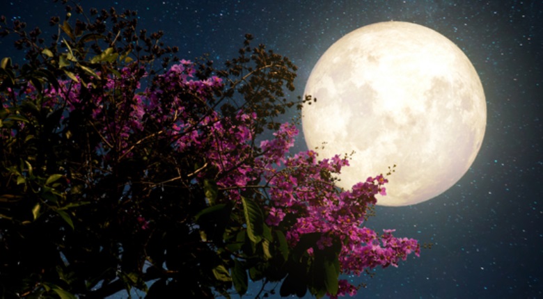 April’s Full Pink Moon could bring Rain, Chill, or Freeze