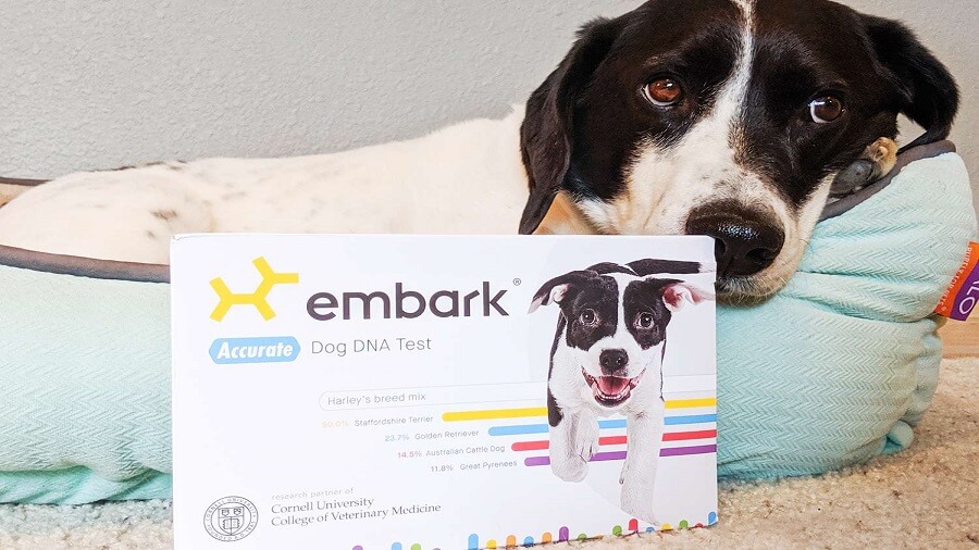 Best Dog DNA Kits